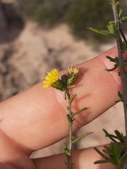 Marasmodes oubinae