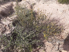 Marasmodes oubinae