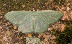 Xerochlora masonaria