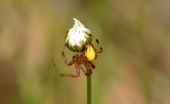 Araneus trifolium