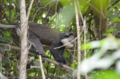 Cercopithecus erythrogaster erythrogaster