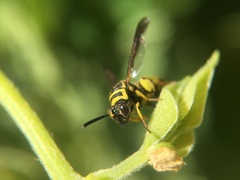 Leucospidae