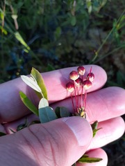 Kalmia polifolia