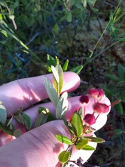 Kalmia polifolia