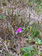 Primula frigida
