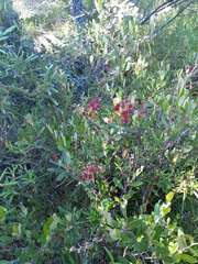 Kalmia polifolia