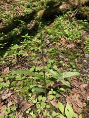 Platanthera aquilonis