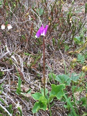 Primula frigida