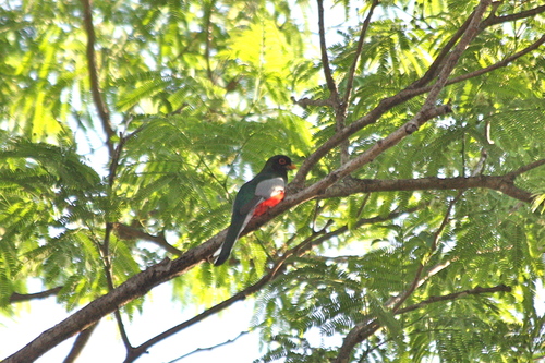 Trogon elegans