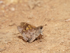 Trapezites phigalioides