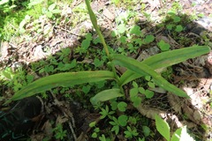 Platanthera aquilonis