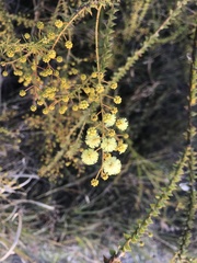 Acacia hubbardiana