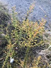 Acacia hubbardiana