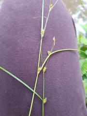 Carex remota