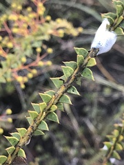 Acacia hubbardiana