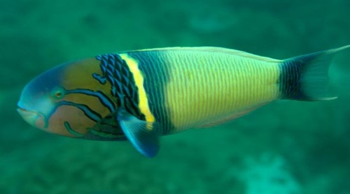 Goldbar Wrasse