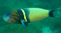 Goldbar Wrasse photo 4