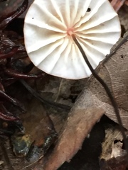 Marasmius bellipes