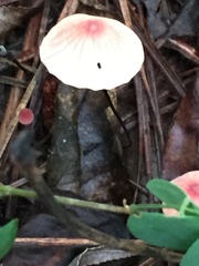 Marasmius bellipes