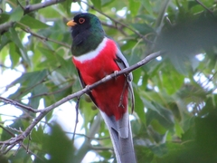 Trogon elegans canescens