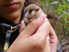 Dromiciops gliroides
