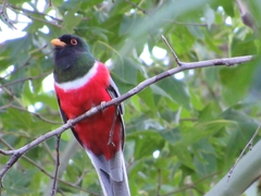 Trogon elegans canescens