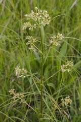 Valeriana edulis