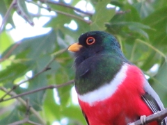 Trogon elegans canescens