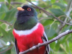 Trogon elegans canescens