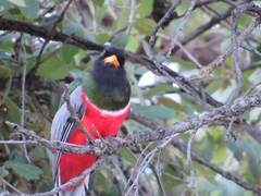 Trogon elegans canescens