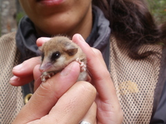 Dromiciops gliroides