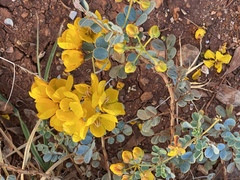 Senna hamersleyensis