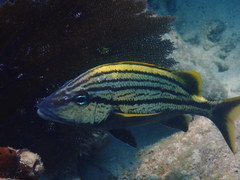 Haemulon macrostoma