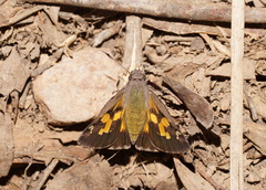 Trapezites phigalioides