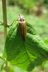 Semiotus imperialis