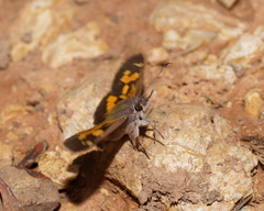 Trapezites phigalioides