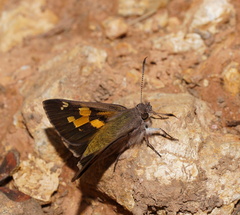 Trapezites phigalioides