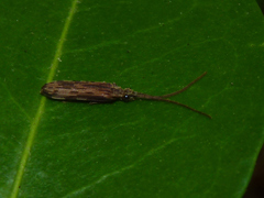 Tenomerga cinerea