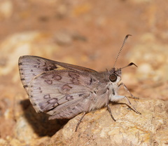 Trapezites phigalioides