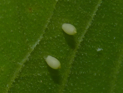 Caryomyia urnula