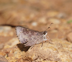 Trapezites phigalioides