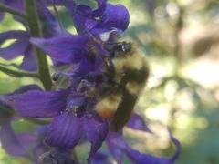 Bombus centralis