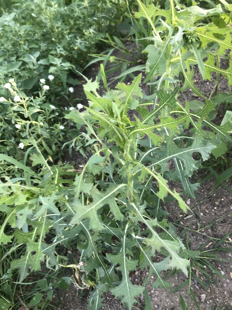Young lettuce plants in soil