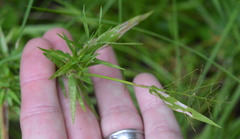 Dichanthelium microcarpon