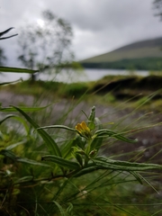 Melampyrum sylvaticum
