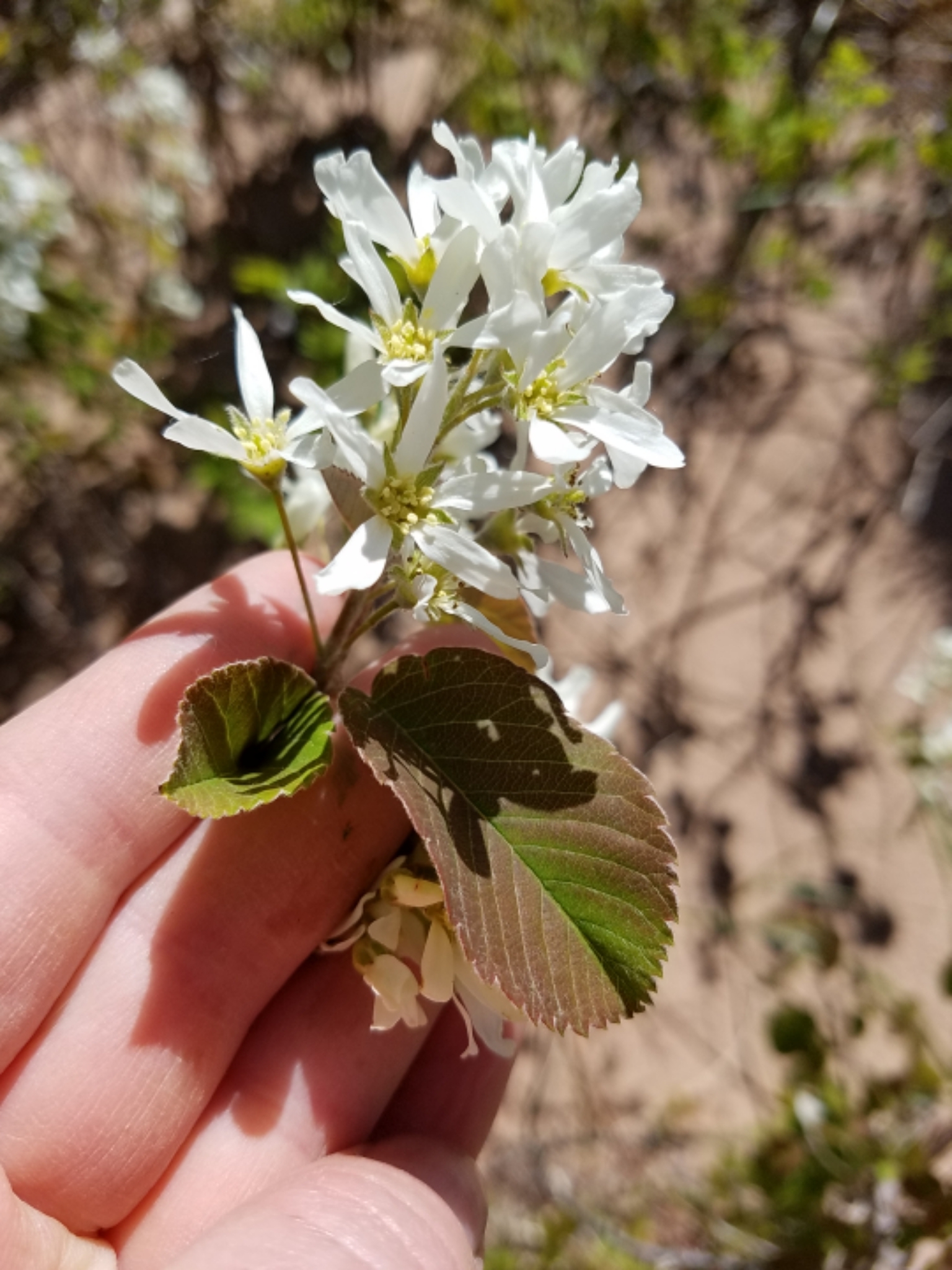 Amelanchier sanguinea