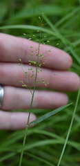 Dichanthelium microcarpon