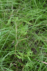 Dichanthelium microcarpon