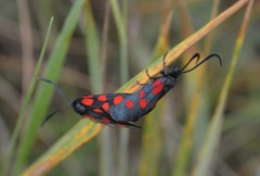 Zygaena angelicae