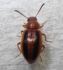 Coleoptera